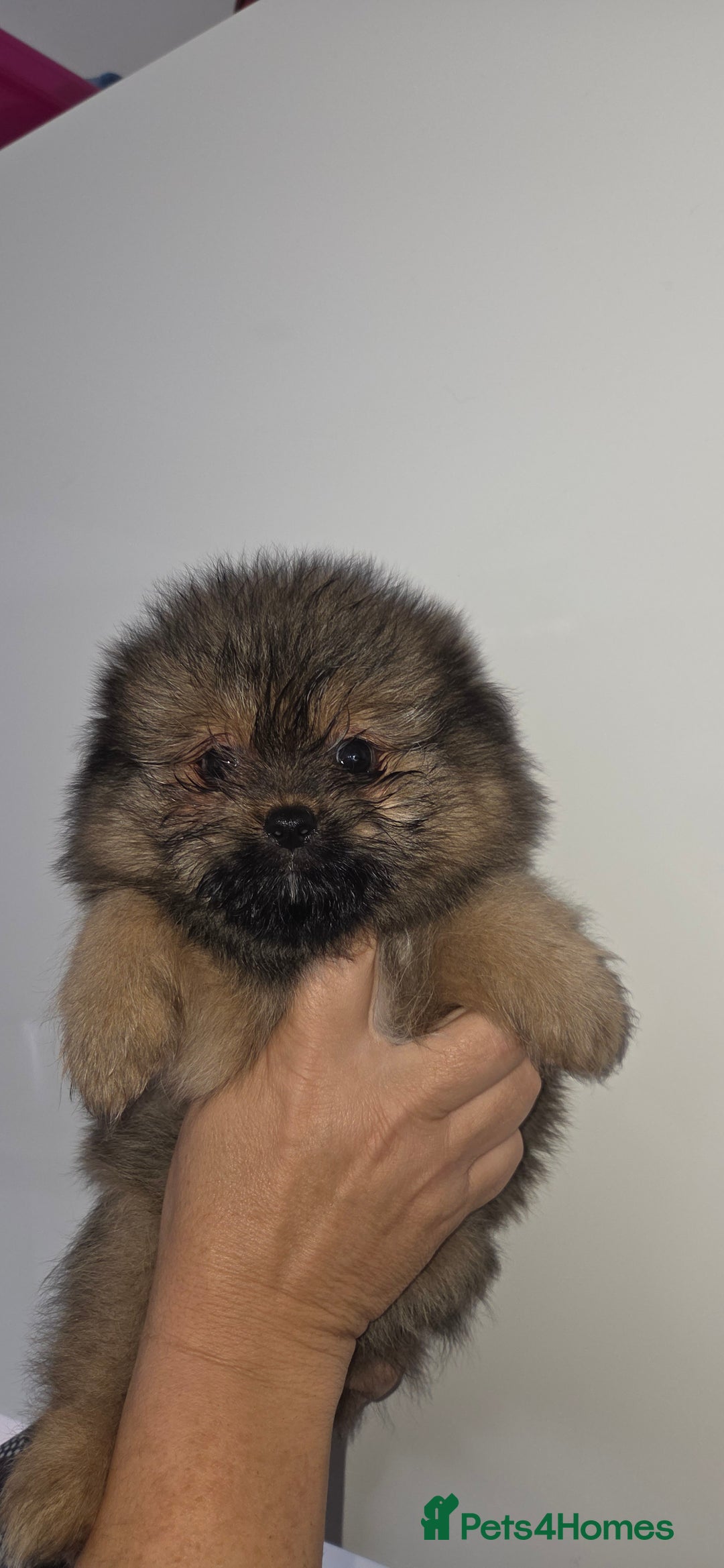 Mixed Breed dogs for sale: Shiranian puppies  - Image 12