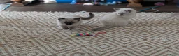 Ragdoll cats for sale: Ragdoll kittens  - Advert 4
