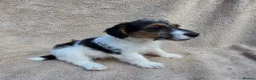 Mixed Breed dogs for sale: Fox terrier x wire haired jack Russel puppies - Advert 6