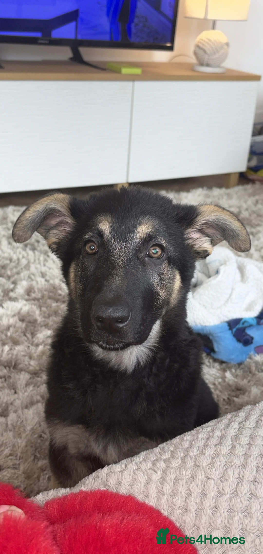 German Shepherd dogs for sale: Beautiful German shepherd girl - Advert 1