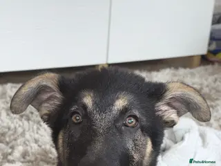 German Shepherd dogs Beautiful German shepherd girl - Advert 3