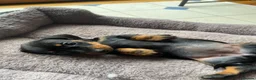 Miniature Dachshund dogs for sale: Miniature dachshund 3 boys 5 girls - Advert 18