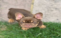French Bulldog dogs for sale: KC registered frenchie boys  - Image 10