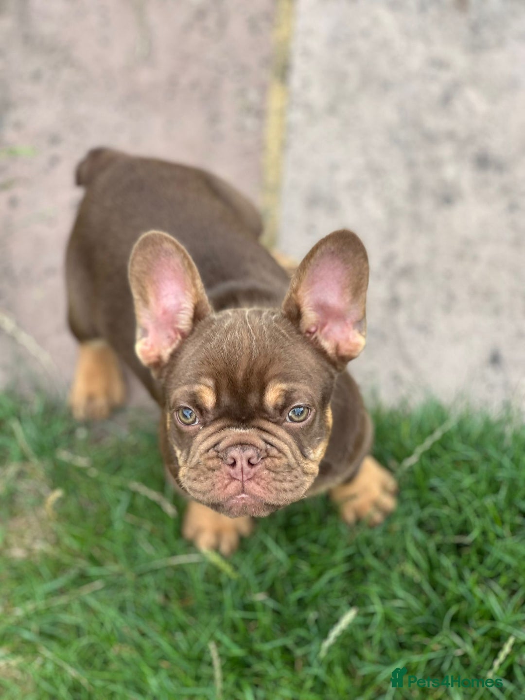 French Bulldog dogs for sale: KC registered frenchie boys  - Image 10