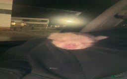 French Bulldog dogs for sale: Last girl left! Visual fluffy Frenchie  - Advert 6