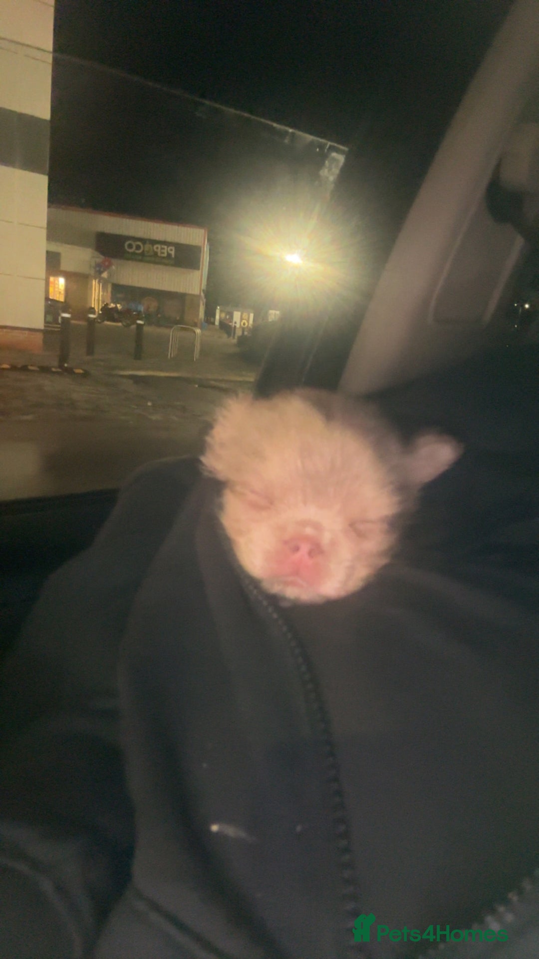 French Bulldog dogs for sale: Last girl left! Visual fluffy Frenchie  - Advert 6