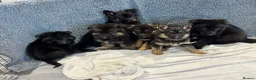 German Shepherd dogs for sale: German shepherd pups  - Advert 6