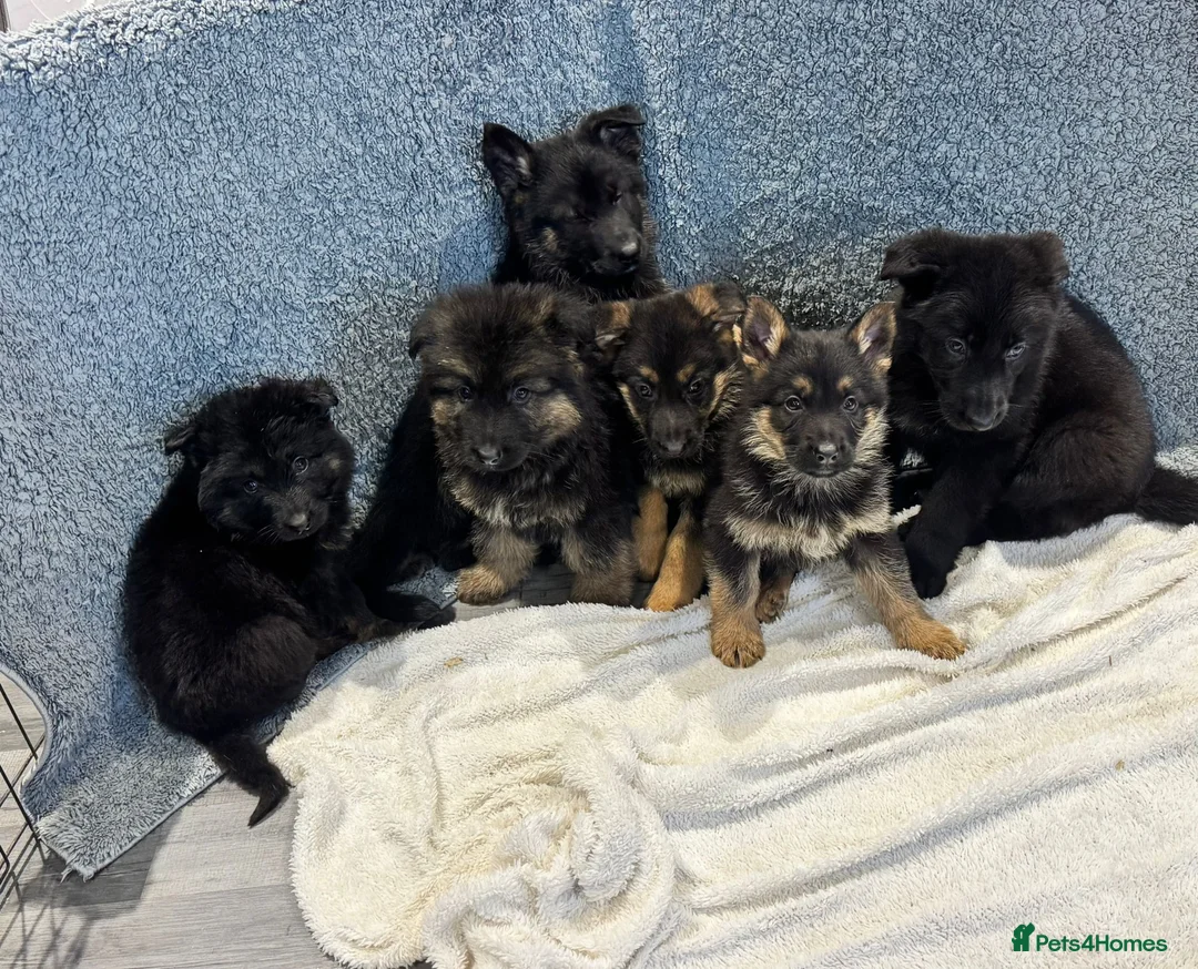 German Shepherd dogs for sale: German shepherd pups  - Advert 6