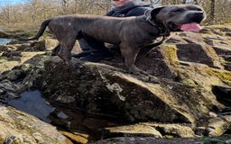 Cane Corso dogs for sale: Cane corso puppies looking for their forever homes - Image 9