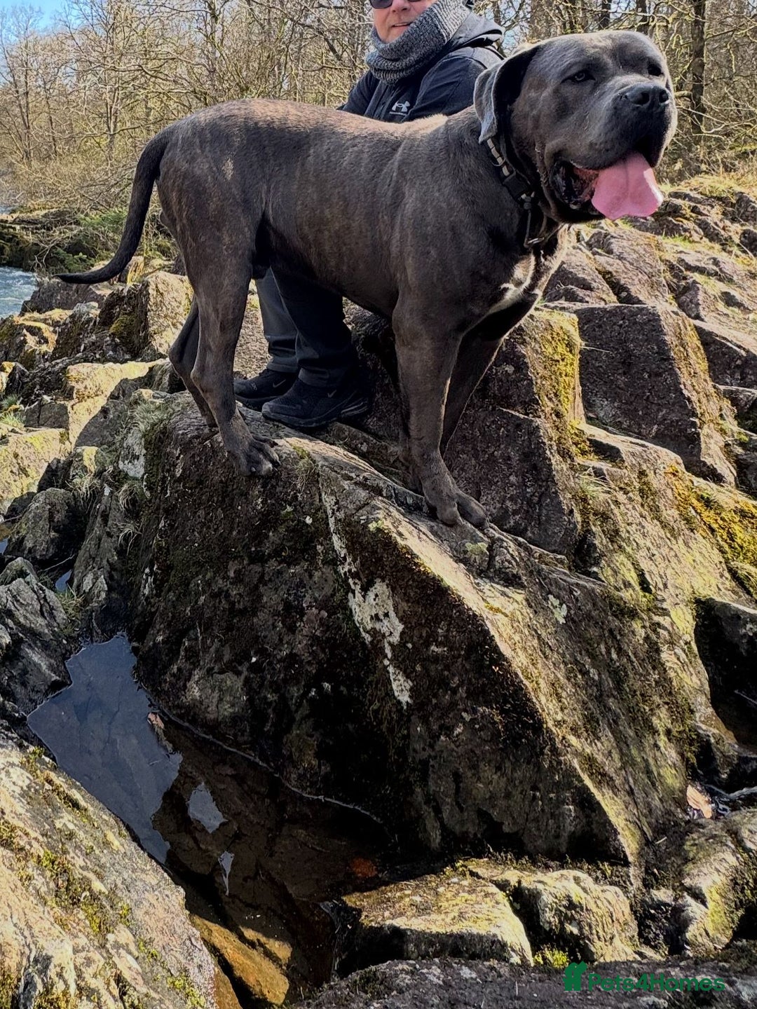Cane Corso dogs for sale: Cane corso puppies looking for their forever homes - Image 9
