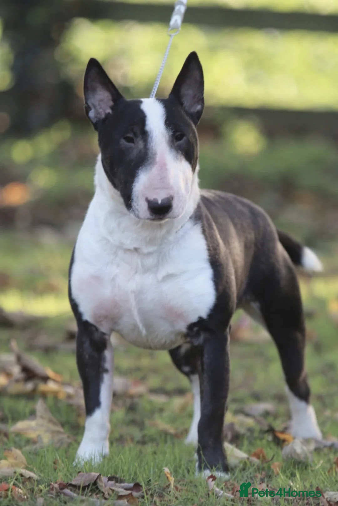 Miniature Bull terrier dogs for sale: MinatureBullTerrier Pups HealthTested TopPedigree in Preston - Advert 19