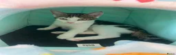 Mixed Breed cats for sale: 5 British shorthair x domestic shorthair kittens in Derby - Advert 1