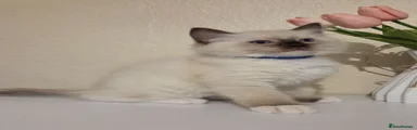 💙 male