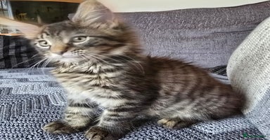 Maine Coon cats - Advert 9