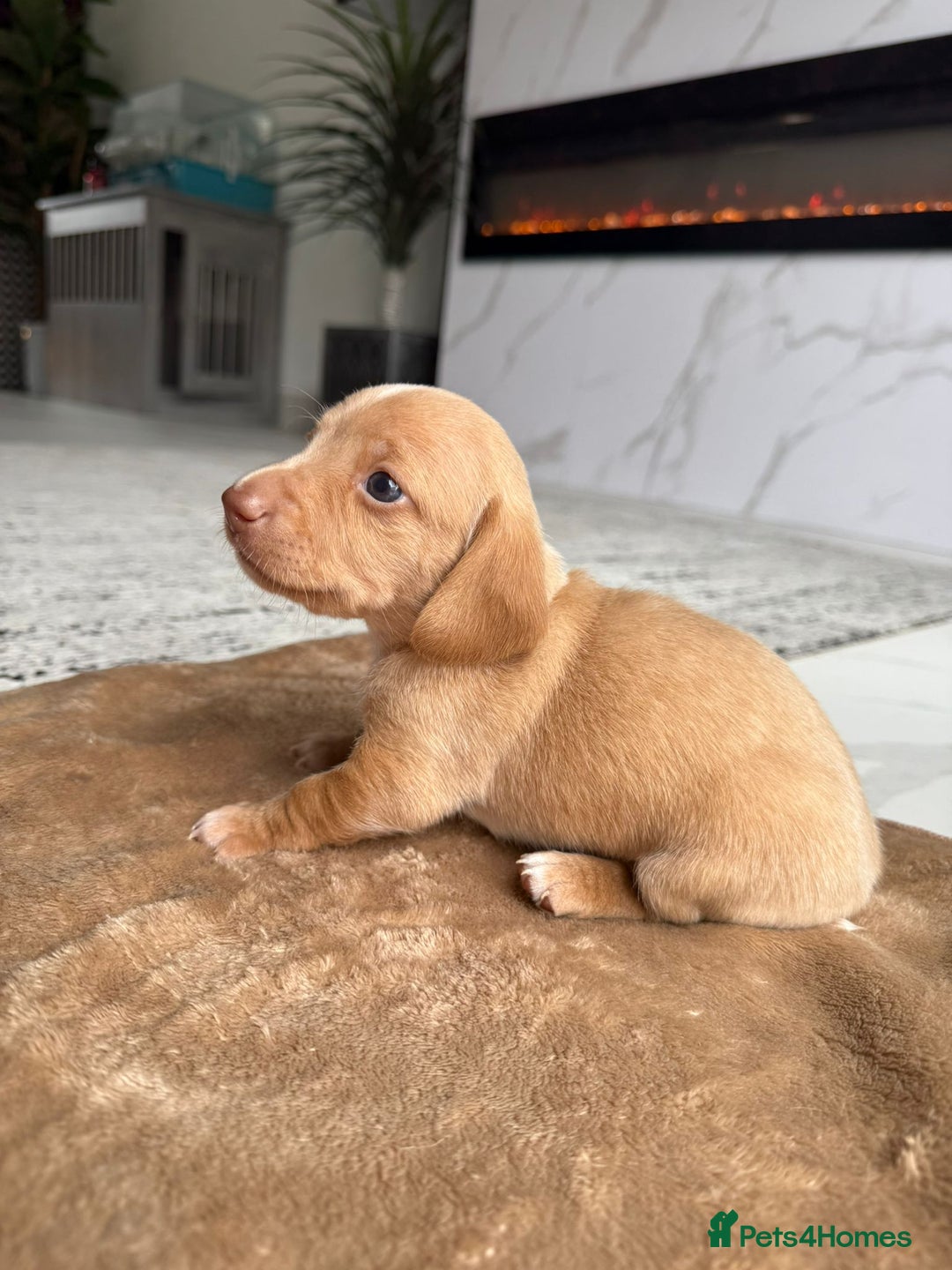 Miniature Dachshund dogs for sale: Miniature daschunds - Image 2