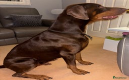Dobermann dogs for stud: Doberman Available For Stud in Sutton Coldfield - Image 2