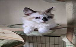 Ragdoll cats for sale: Beautiful Kittens ready to leave for new home - Image 9