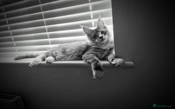 Maine Coon cats for sale: 💙Beautiful Maine Coon (GCCF reg) 💙 - Advert 8