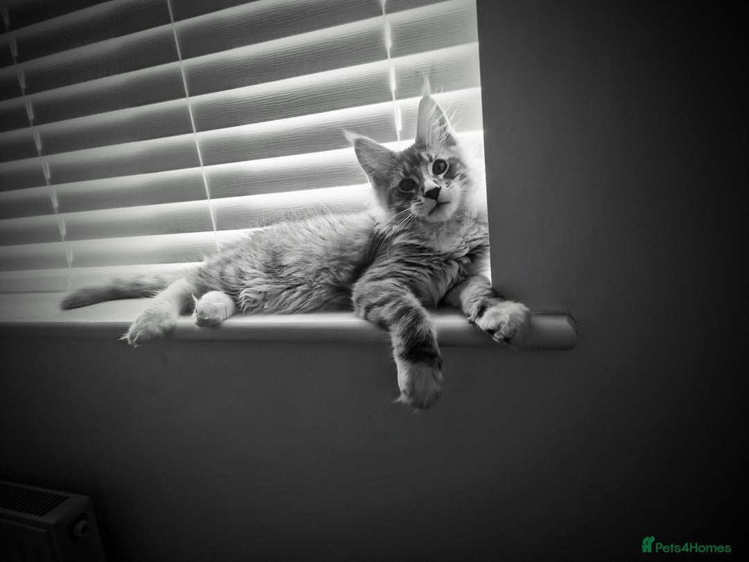 Maine Coon cats for sale: 💙Beautiful Maine Coon (GCCF reg) 💙 - Advert 8