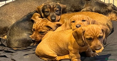 Dachshund dogs - Advert 12