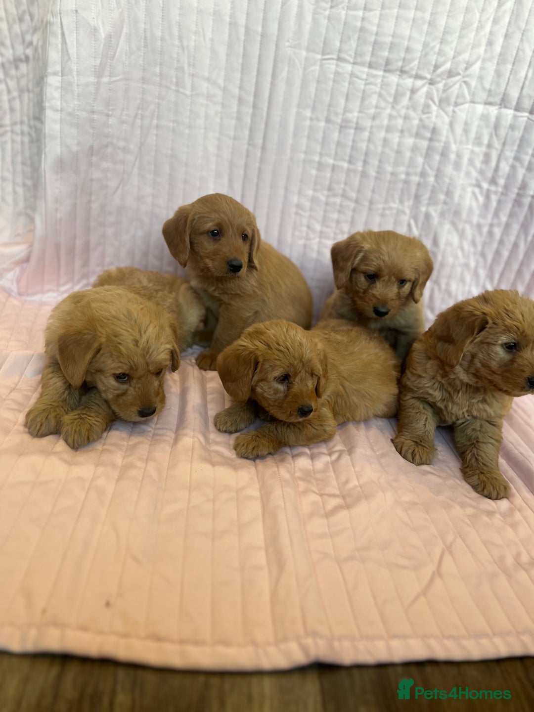 Labradoodle dogs for sale: Beautiful F1 Labradoodles - Advert 7