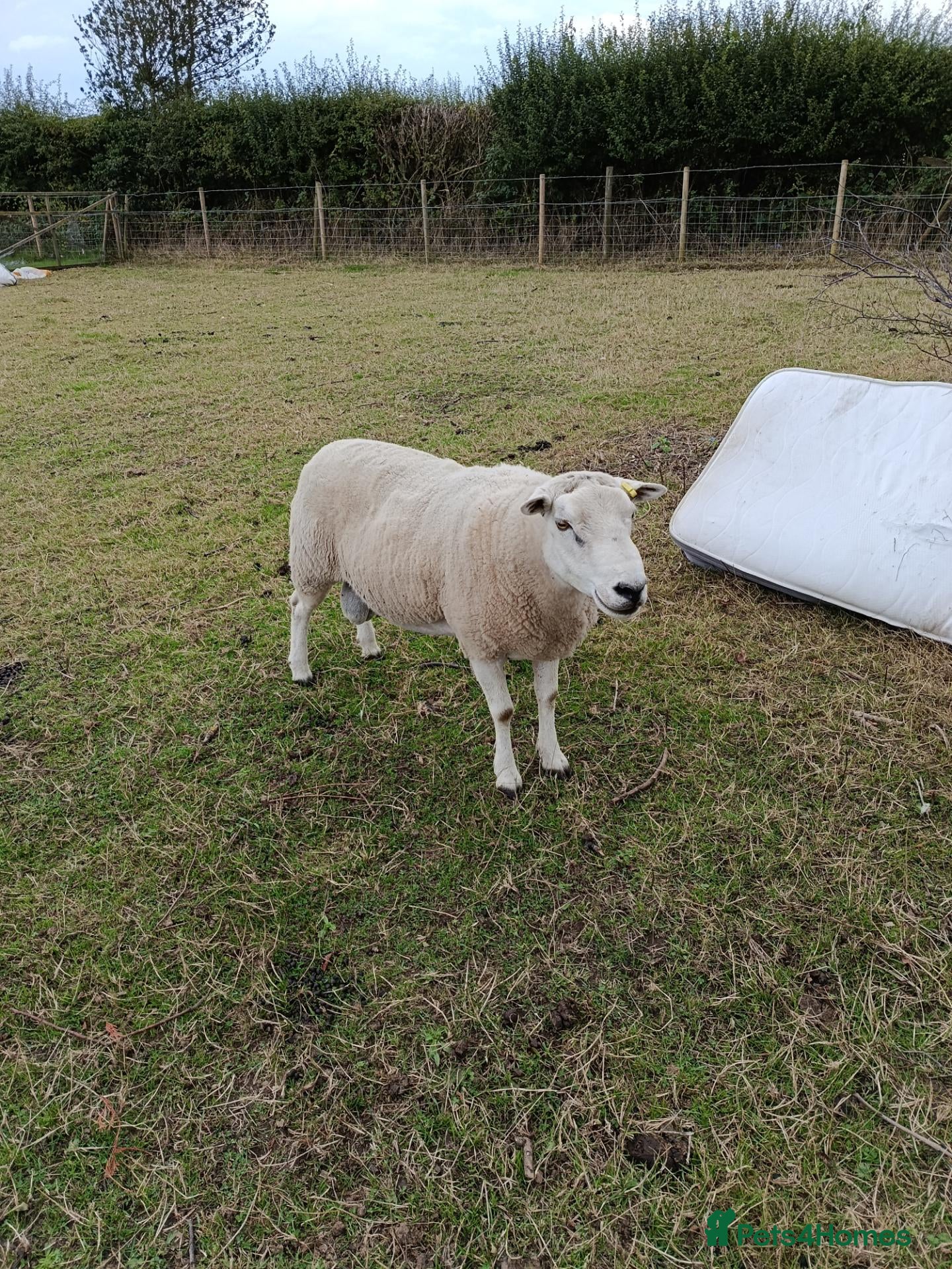 Sheep livestock Tups for Sale  - Advert 8