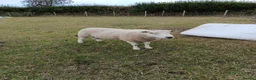 Sheep livestock for sale: Tups for Sale  in Hornsea - Advert 1