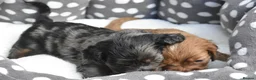Cavapoo dogs for sale: Health Tested Cavapoo Puppies  - Advert 21