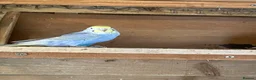 Budgerigars birds for sale: Baby budgies  - Advert 8