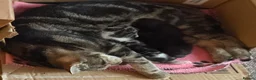 Mixed Breed cats for sale: Adorable mixed Kittens  - Advert 24