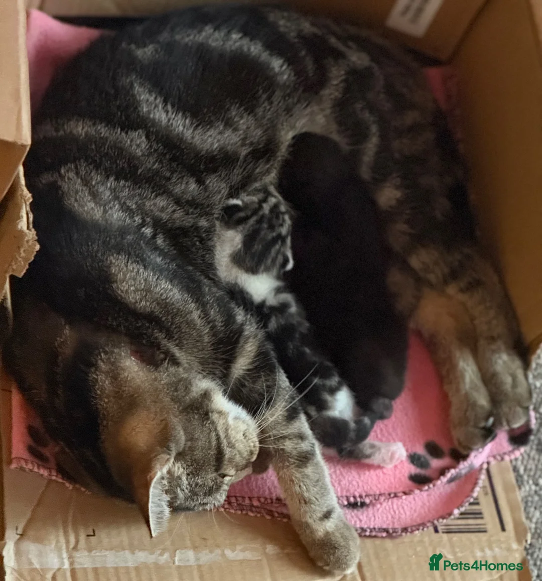 Mixed Breed cats for sale: Adorable mixed Kittens  - Advert 24