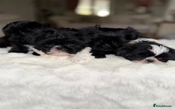 Shih Tzu dogs for sale: AMERICAN IMPERIAL SHIH TZU PUPPIES - Image 4