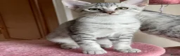 Egyptian Mau cats for sale: GCCF registered pedigree Egyptian Mau kittens - Advert 10