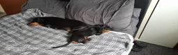 Miniature Dachshund dogs for sale: 13  week old mini dachshund puppy   - Advert 12