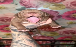 American Bully dogs for sale: American Bully Pups - Image 22