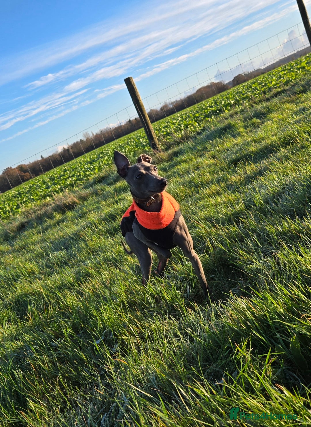 Italian Greyhound dogs for sale: Quality KC Registered Italian Greyhound puppies - Advert 25