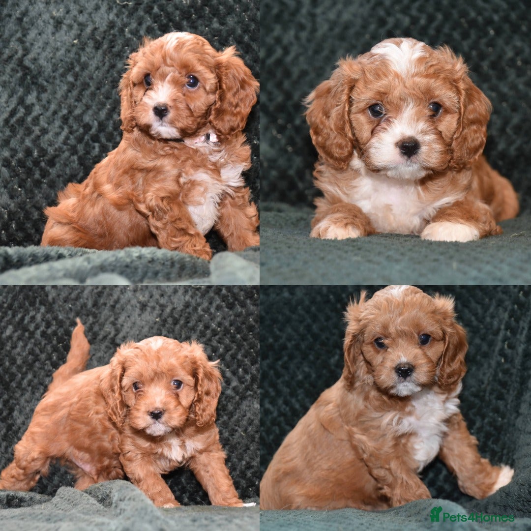 Cavapoo dogs F1 Toy Cavapoo Puppies Health Tested - Advert 14