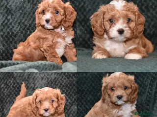 Cavapoo dogs F1 Toy Cavapoo Puppies Health Tested - Advert 14