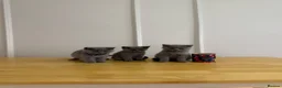 British Shorthair cats for sale: GCCF Pedigree British Shorthair Kittens -blue/grey - Advert 3