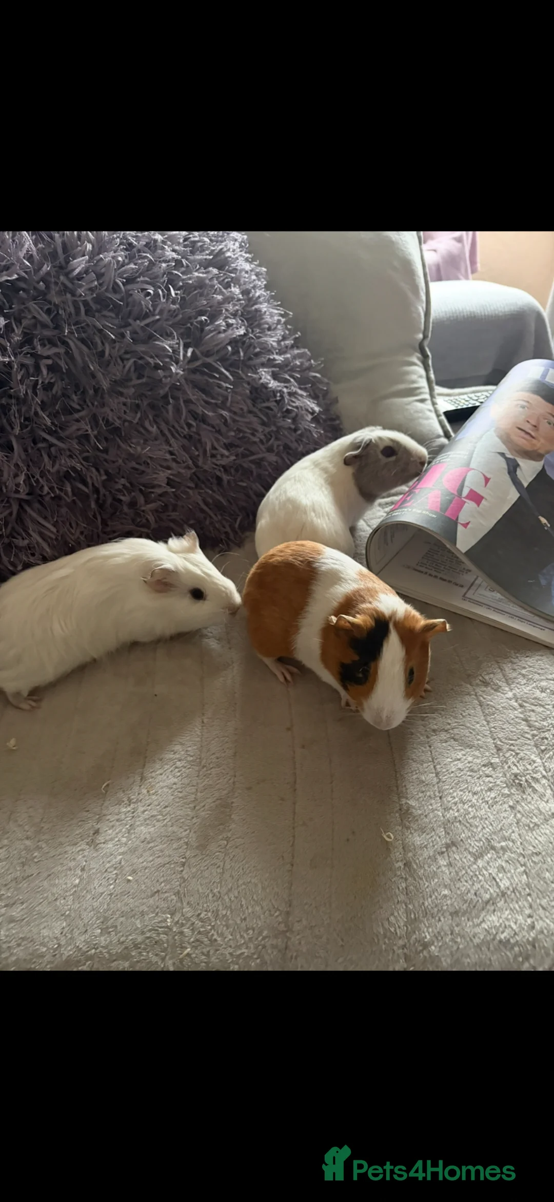Guinea Pig rodents for sale: Guinea pigs for rehoming - Advert 2