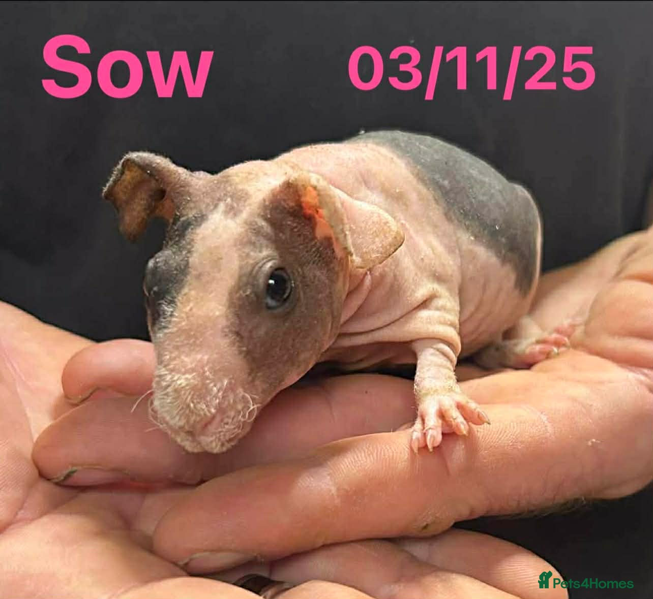 Guinea Pig rodents Skinny Pig Sows. READY NOW/RESERVE - Advert 20