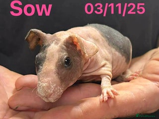 Guinea Pig rodents Skinny Pig Sows. READY NOW/RESERVE - Advert 20