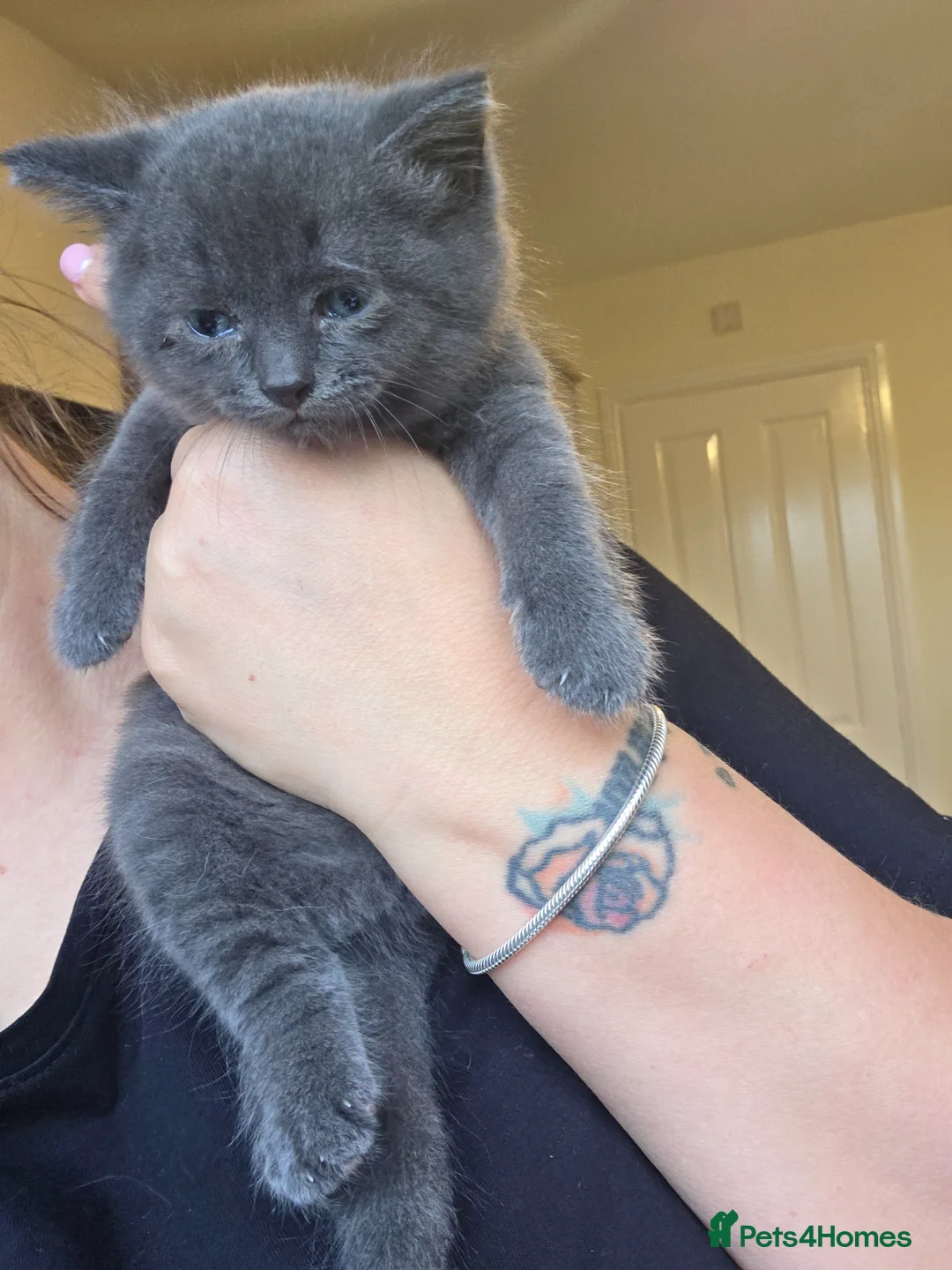 Mixed Breed cats for sale: Little boy british shorthair mix - Advert 2