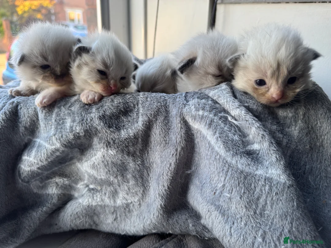 Ragdoll cats for sale: Beautiful ragdoll kittens  in Bolton - Advert 2