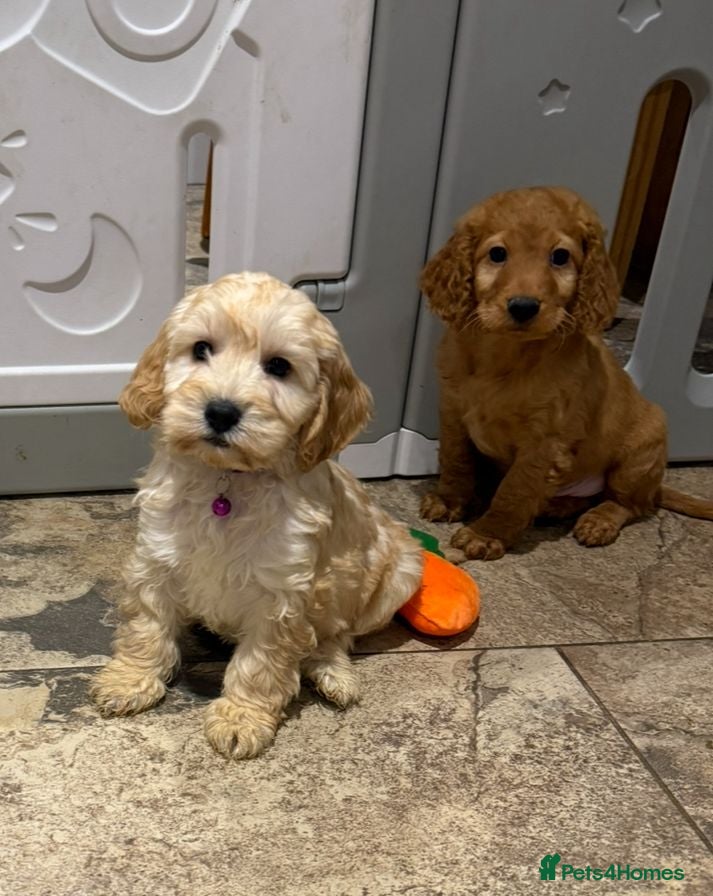 Cockapoo dogs COCKAPOO Puppies (Small Breed) - Advert 13