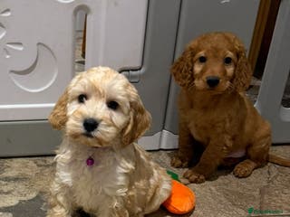 Cockapoo dogs COCKAPOO Puppies (Small Breed) - Advert 13