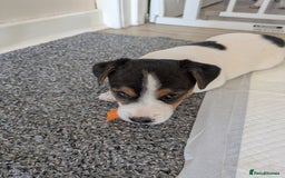 Jack Russell dogs for sale: Jack Russell  - Image 4
