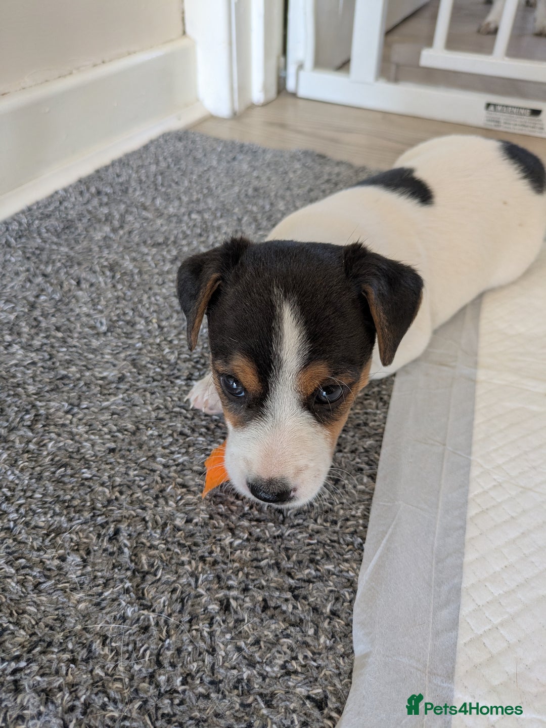 Jack Russell dogs for sale: Jack Russell  - Image 4