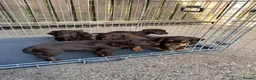 Cocker Spaniel dogs for sale: cocker spaniel pups  in Carlisle - Advert 4