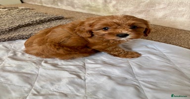 Cavapoo dogs - Advert 3